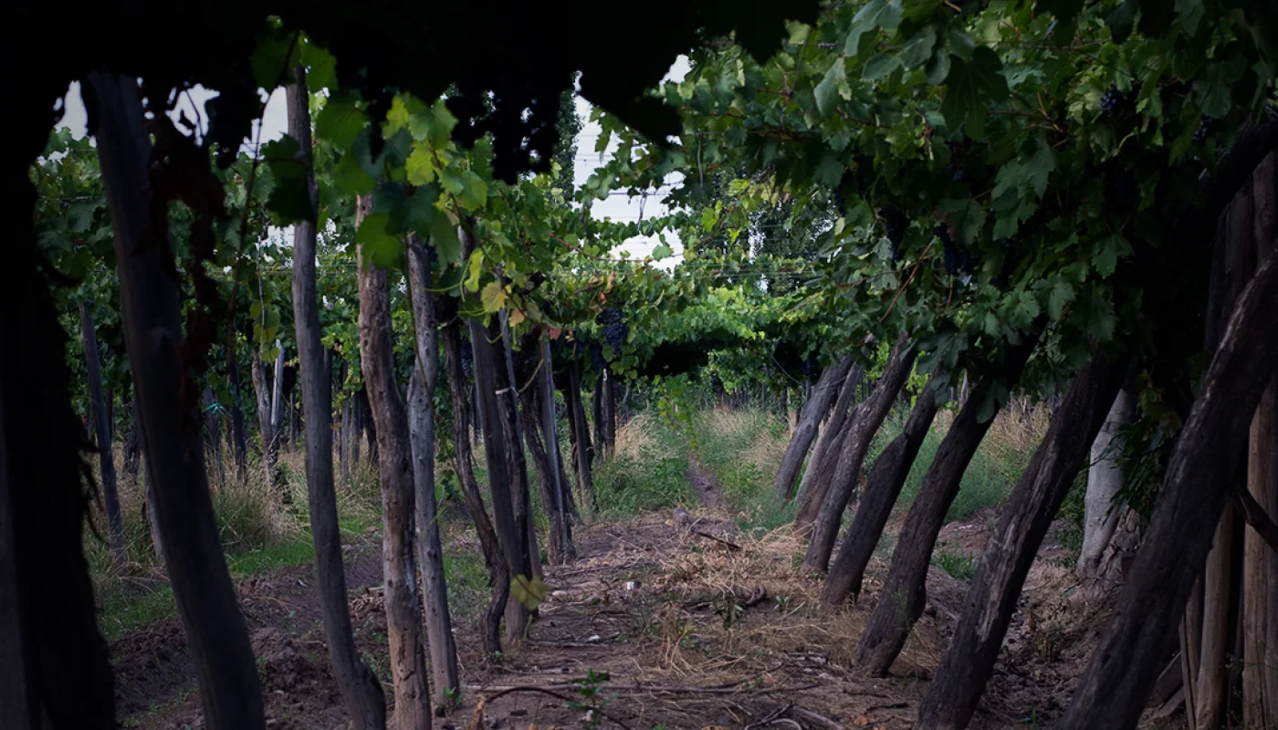 vinos de la Bodega Abismal Herencia