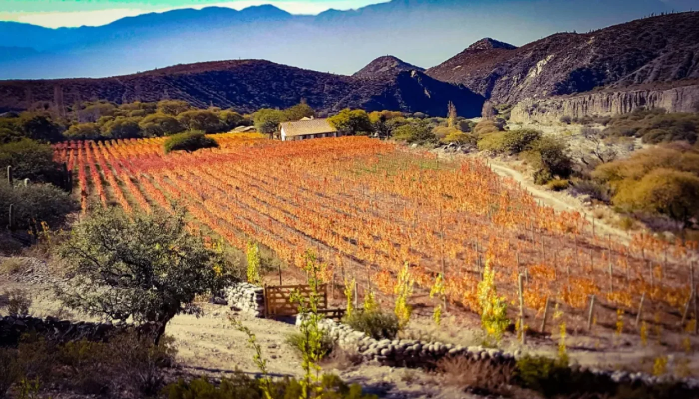 vinos de la Bodega Bodega Arca Yaco